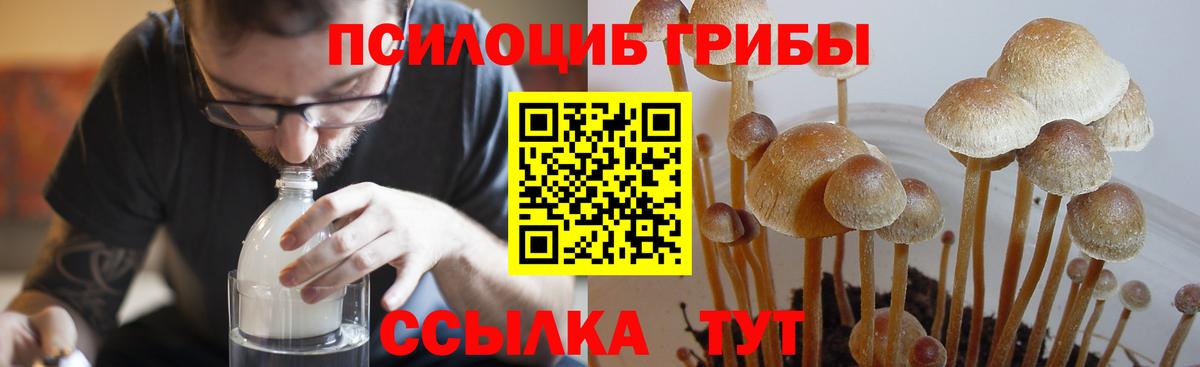 Псилоцибиновые грибы Cubensis  купить наркотики цена  Псилоцибиновые грибы Psilocybine cubensis  Ачхой-Мартан  Вход с VPN 